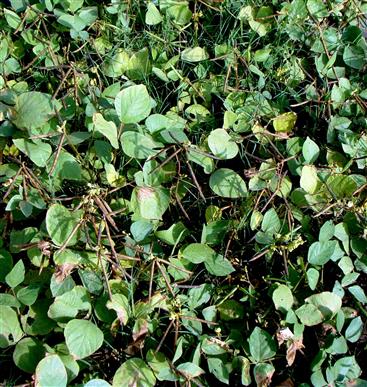 Vigna radiata